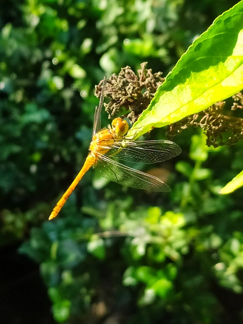Sympetrum striolatum/vulgatum