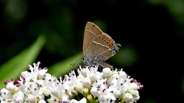 Satyrium spini - kökény-csücsköslepke