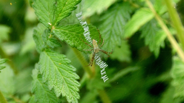 Argiope bruennichi - darázspók