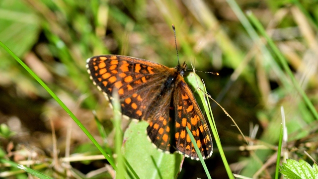 Melitaea athalia/aurelia/britomartis