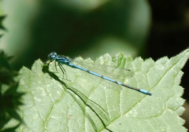 Coenagrion puella - azúrkék légivadász