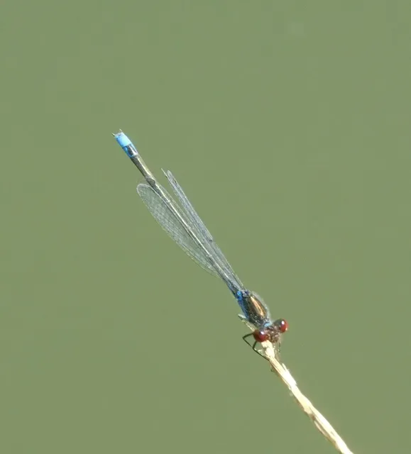 Erythromma viridulum - kis pirosszemű-légivadász