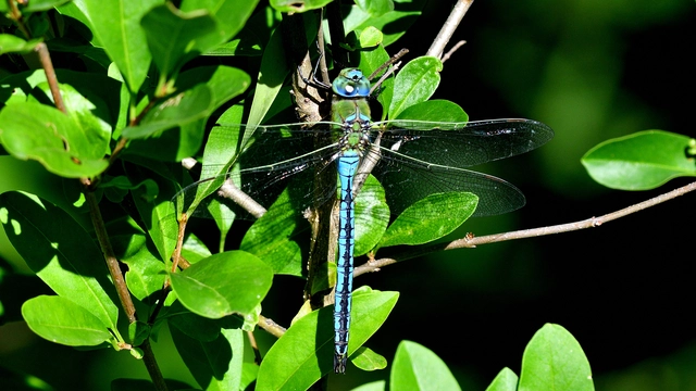 Anax imperator - zöld óriásacsa