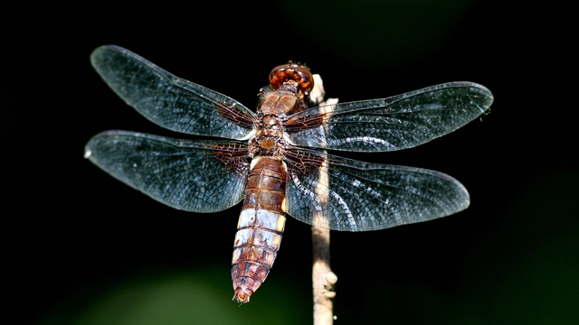 Libellula depressa - széles laposacsa