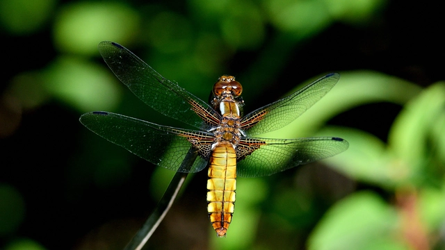Libellula depressa - széles laposacsa