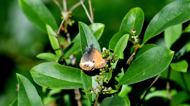 Coenonympha arcania - fehéröves szénalepke