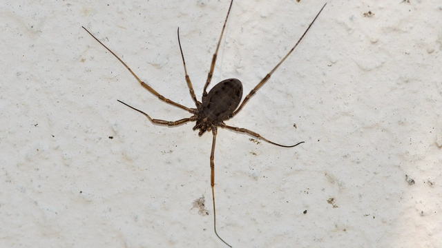 Opiliones - Kaszáspókok