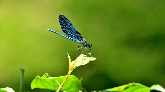 Calopteryx virgo - kisasszony-szitakötő