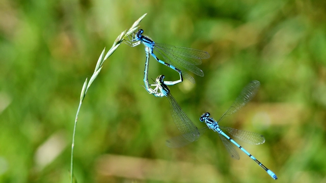 Coenagrion scitulum - mediterrán légivadász