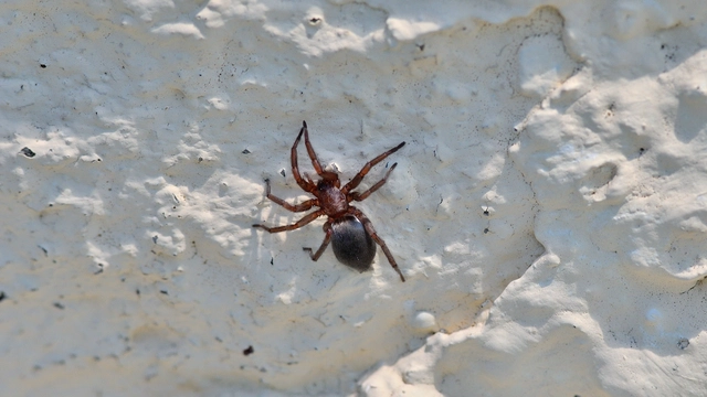 Gnaphosidae - kövipókok