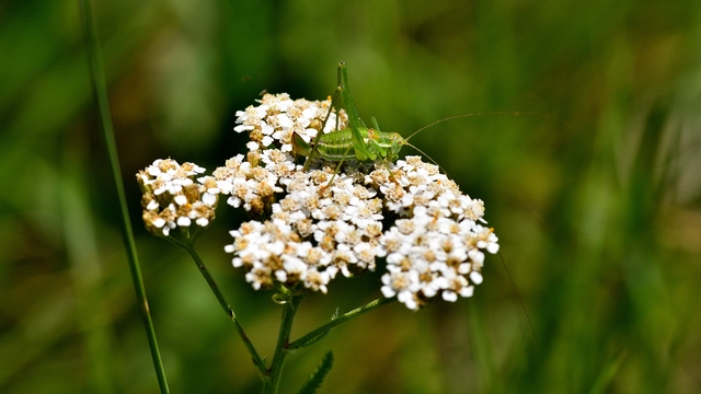 Leptophyes albovittata - közönséges virágszöcske