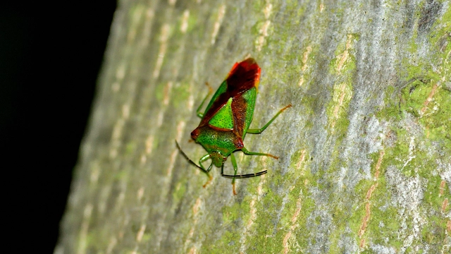 Acanthosoma haemorrhoidale - nagy dajkapoloska Acanthosoma haemorrhoidale - nagy dajkapoloska