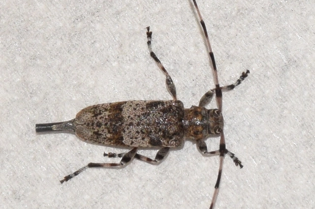 Acanthocinus griseus - szürke daliáscincér
