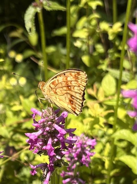 Argynnis adippe - ezüstös gyöngyházlepke