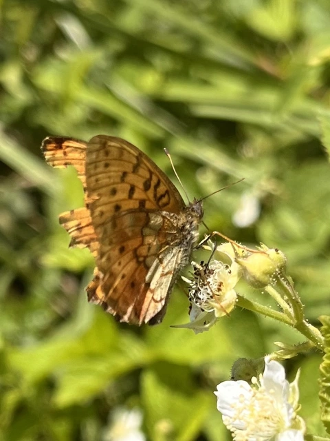 Brenthis daphne - málna-gyöngyházlepke