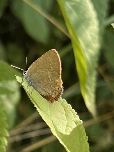 Satyrium acaciae - akác-csücsköslepke