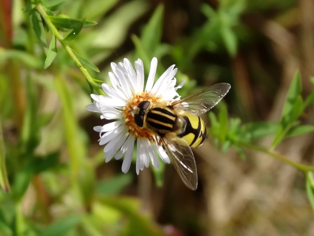 Helophilus trivittatus - nagy mocsárilégy
