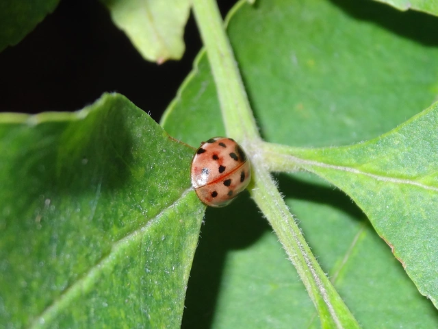 Harmonia quadripunctata - négypettyes katica