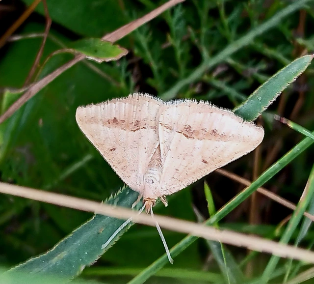 Tephrina arenacearia - lucerna-araszoló
