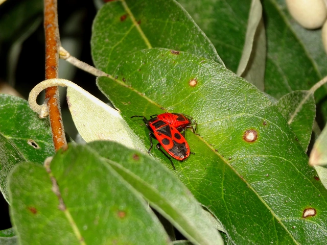 Pyrrhocoris apterus - verőköltő poloska