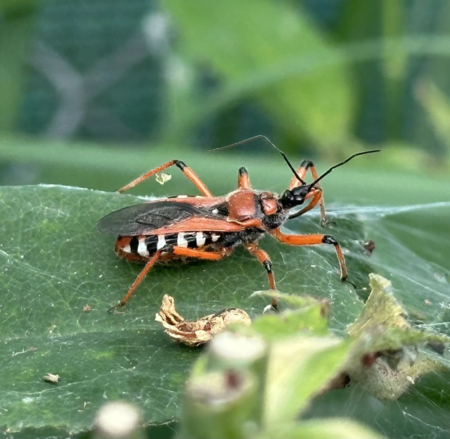 Rhynocoris iracundus - közönséges gyilkospoloska