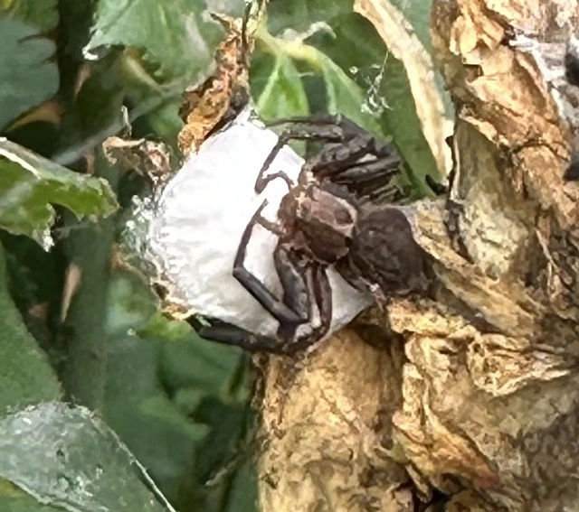 Xysticus