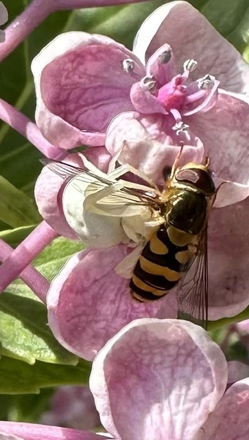 Misumena vatia - viráglakó karolópók