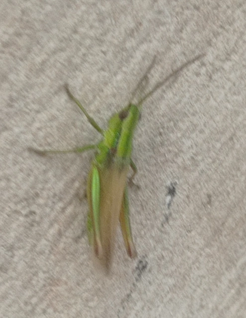 Euthystira brachyptera - smaragdzöld sáska