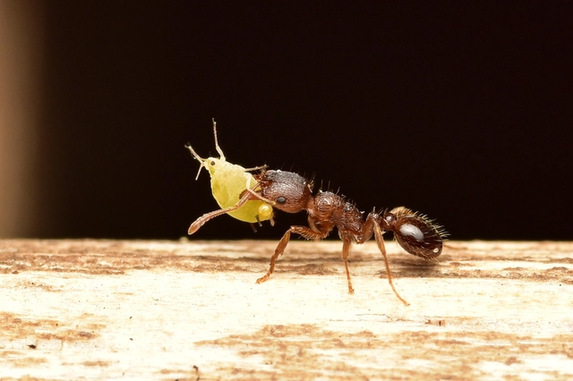 Tetramorium