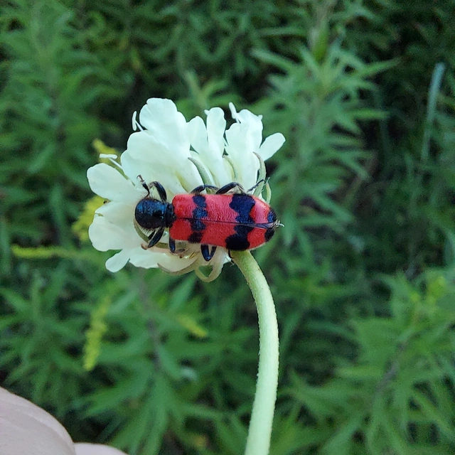 Trichodes apiarius - szalagos méhészbogár