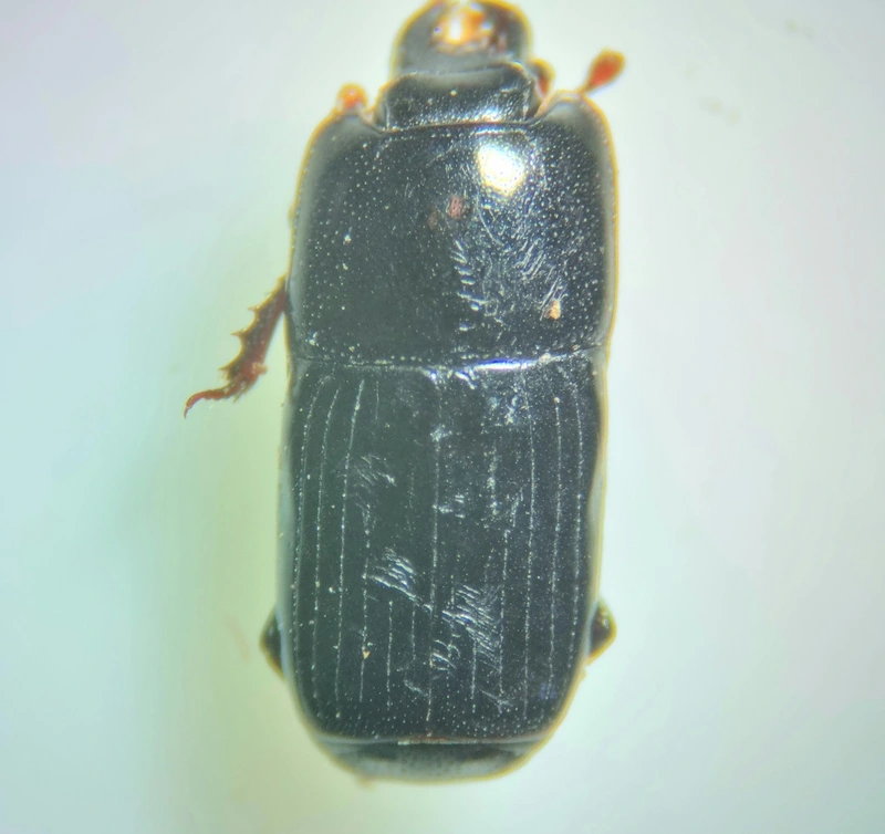 Platysoma elongatum - hosszúkás lapossutabogár