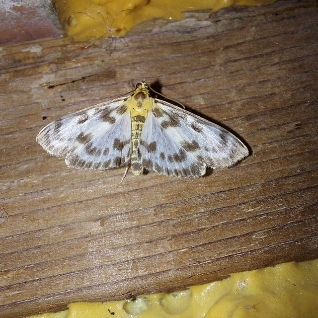 Anania hortulata - tarka csalánmoly