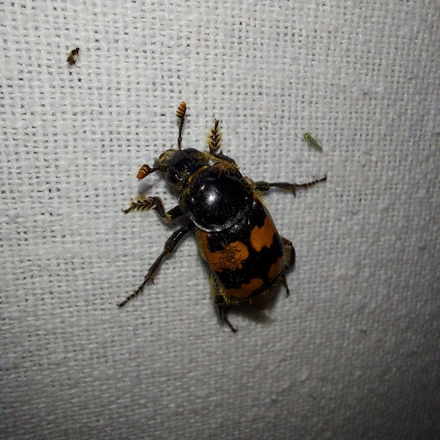 Nicrophorus vespillo - közönséges temetőbogár