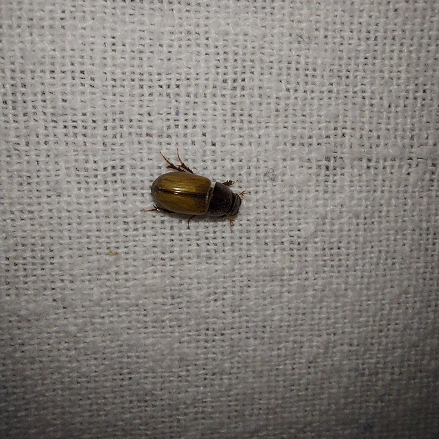 Bodilus ictericus