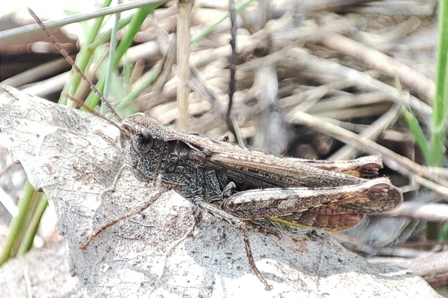 Chorthippus biguttulus - zengő tarlósáska