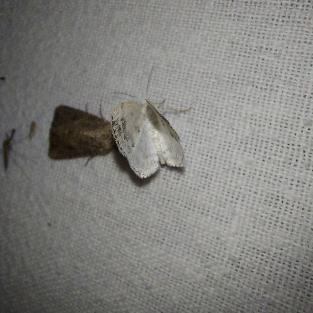 Lomographa temerata - foltos fehéraraszoló
