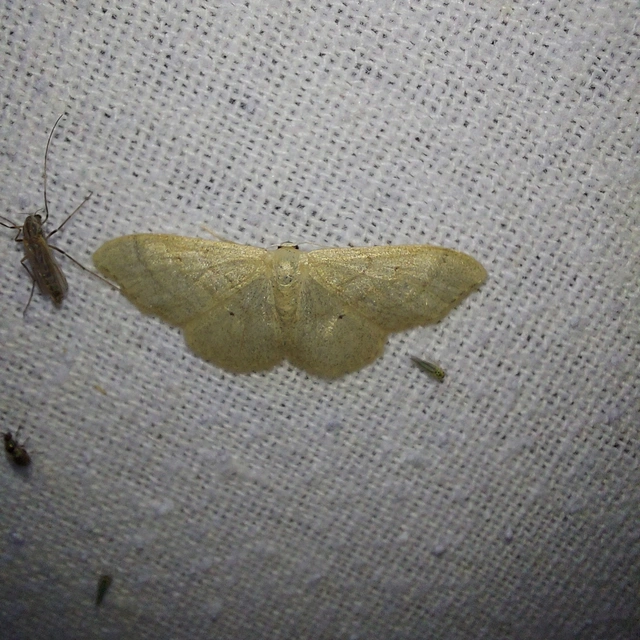 Idaea straminata - szalmasárga sávosaraszoló