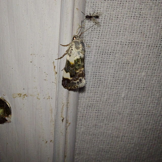 Acontia lucida - fehér nappalibagoly