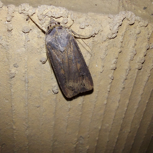 Agrotis ipsilon - nagy földibagoly