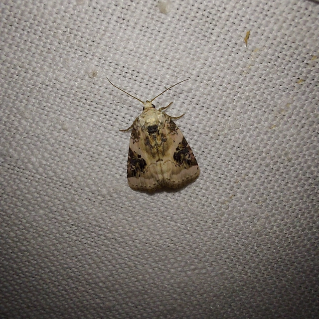 Pseudeustrotia candidula - fehéres apróbagoly