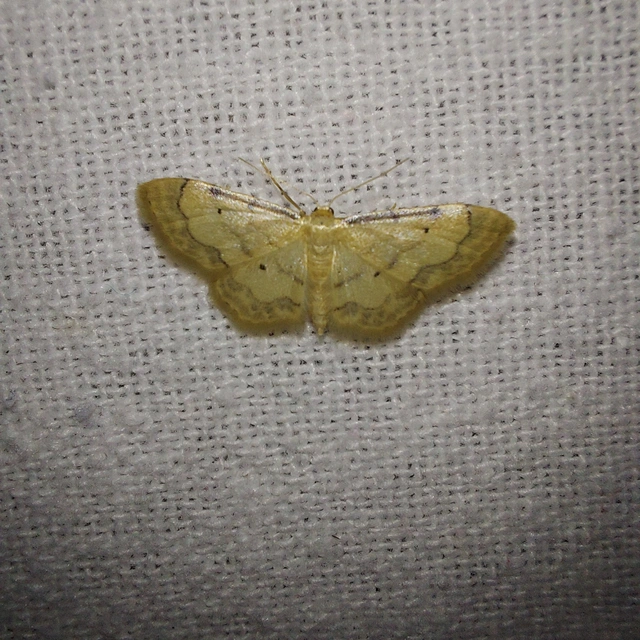 Idaea politaria - vonalas apróaraszoló
