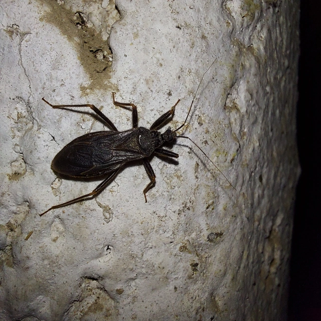 Reduvius personatus - szemetes zugpoloska