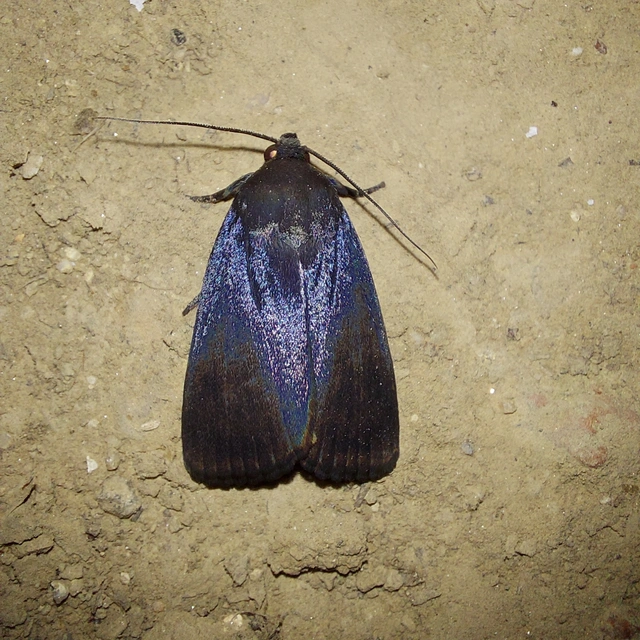 Amphipyra livida - zsírfényű bagoly