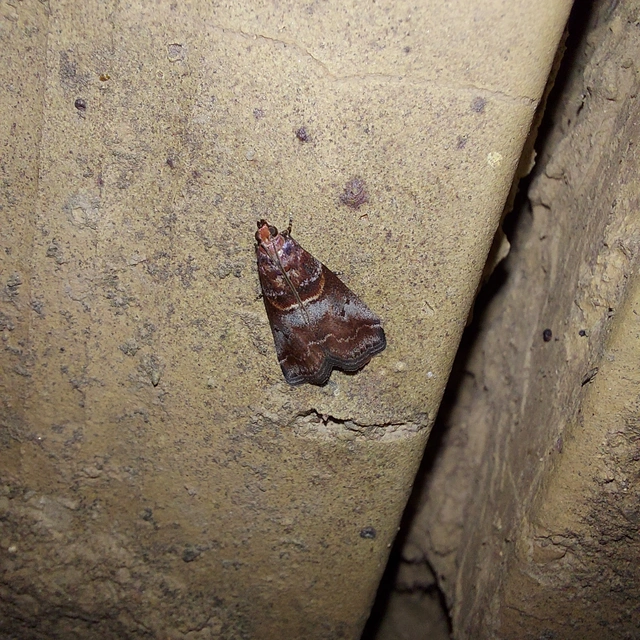 Acrobasis