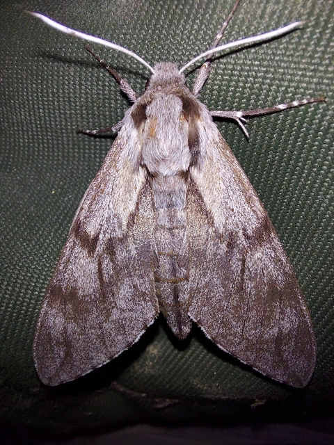 Hyloicus pinastri - fenyőszender