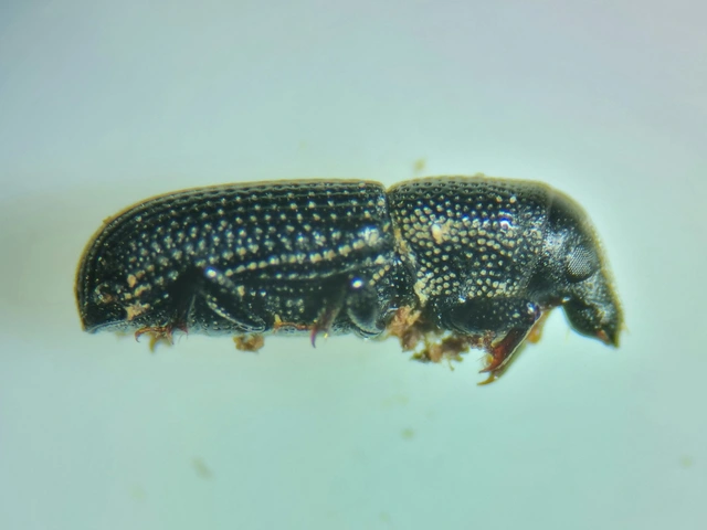 Brachytemnus porcatus - négyzetestorú szúormányos