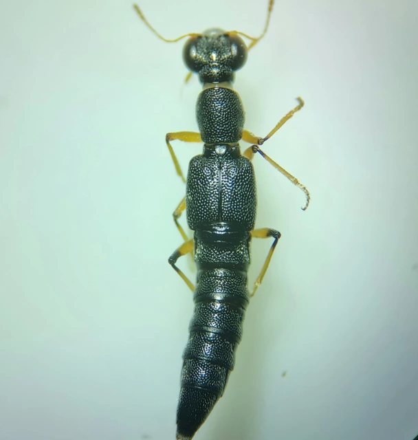 Stenus solutus - selyemfényű szemesholyva