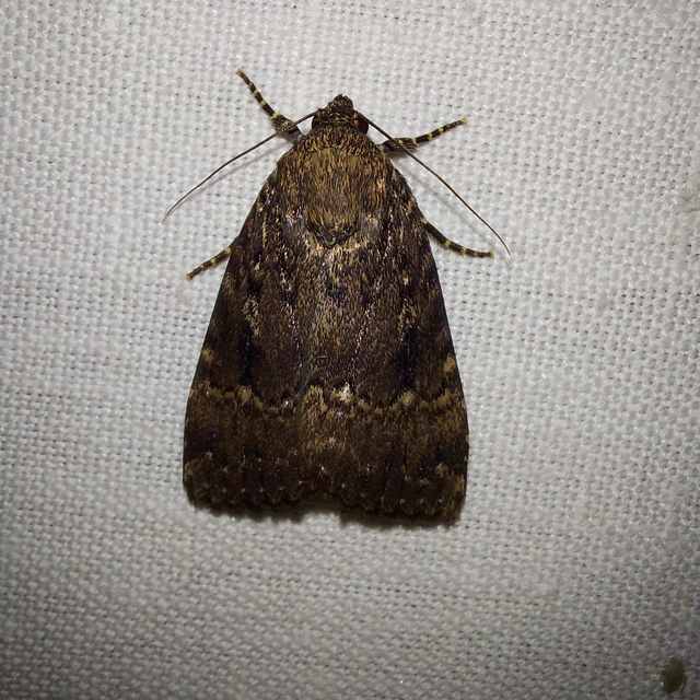 Amphipyra berbera/pyramidea