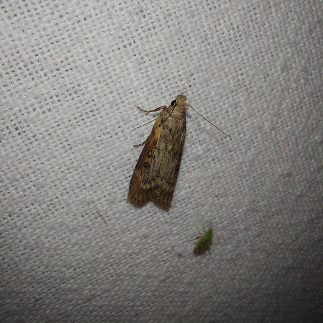 Lamoria