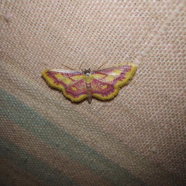 Idaea muricata - mocsári pirosaraszoló